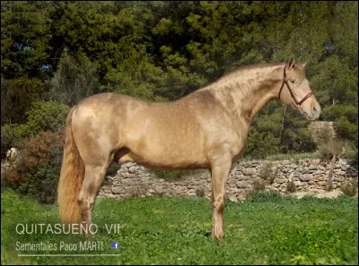Comment peux-tu voir que le cheval a le gène pearl (hétérozygote) ?