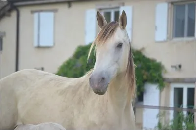 Quelle est la robe de cette jument ?