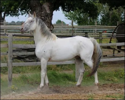 Et ce cheval ? Il est.. 
Indice : plusieurs réponses.