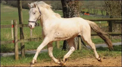 Et ce cheval alors, comment est-il ?