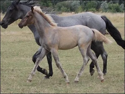 La robe des poulains est difficile à déterminer. En effet, certaines caractéristiques apparaissent bien des années après la naissance.
Sauras-tu trouver la robe de ce poulain ?
(3 réponses).