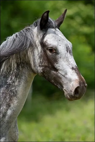 Ce cheval est...