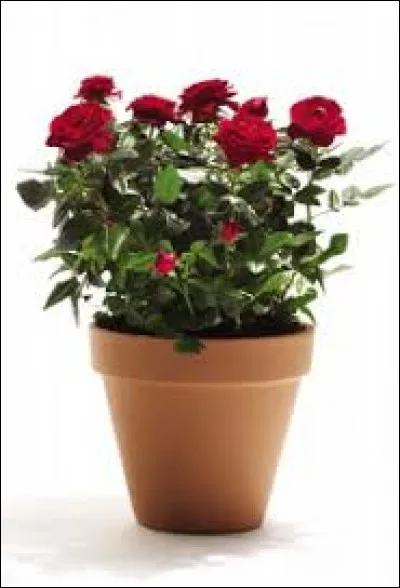 Il est percé quand on trouve ce genre de pot...