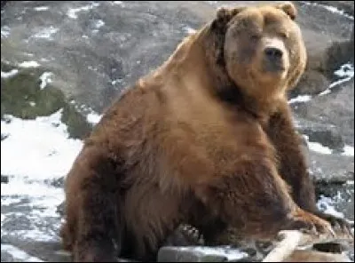 L'ours kodiak est une sous espèce de l'ours brun. Il est avec l'ours blanc le plus grand carnivore terrestre et il peut peser une tonne pour trois mètres de haut quand il se dresse sur ses pattes arrières. Mais d'où lui vient son nom ?