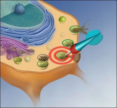 Quelle est la fonction du lysosome ?