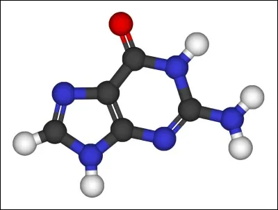 Concernant les bases azotées, lesquelles font partie de la famille des "Purines" ?
