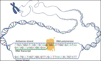 Le deuxième niveau de compaction de l'ADN correspond à la proposition suivante :