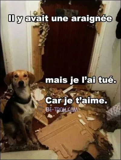 Les araignées sont des insectes.