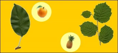 Quel fruit a donné son nom au cocktail appelé "pina colada" ?