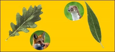 Dans une fable de La Fontaine, quel animal invite une cigogne à manger de la soupe dans une assiette ?