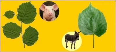 En quel animal Pinocchio se transforme‐t‐il au pays de cocagne ?