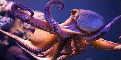 La pieuvre,
Elle se nourrit de crabes, coquillages etc...
Mais que fait-elle de particulier après les avoir mangés ?