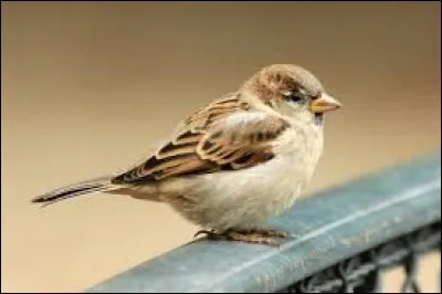 A votre avis combien comptons-nous (à peu près) d'espèces de moineaux ?