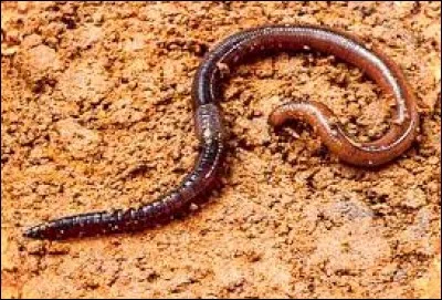 Vous êtes-vous déjà posé la question : ce que donnerait un ver de terre coupé en trois ?