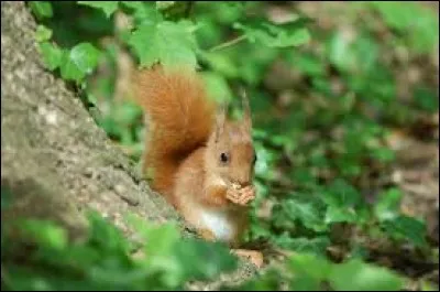Il existe plein de sortes d'écureuil en voilà trois : arboricoles (qui vivent dans les arbres), terrestres et "volants"