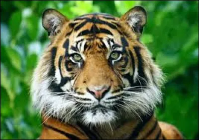 Le tigre,
C'est un animal assez imposant, connaissez-vous la taille de ses pattes (taille adulte) ?