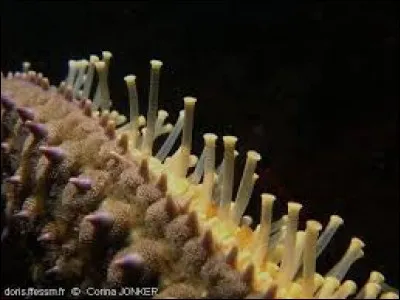 L'étoile de mer,
Il en existe de nombreuses sortes différentes mais elles se déplacent toutes de la même manière grâce à des ventouses appelées ...