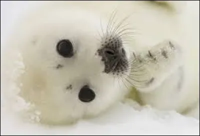 Comment appelle-t-on le petit du phoque ?