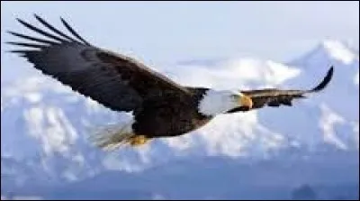 L'aigle royal,
C'est un rapace et qui dit rapace, dit nombreuses proies.
Lequel de ces animaux n'est pas une proie de l'aigle ?
