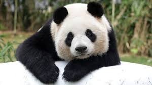 Quiz Animaux