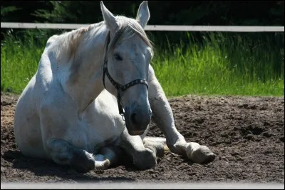 Quels sont les symptômes de la colique ?