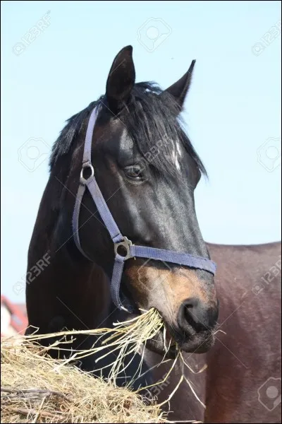 Pourquoi est-il important de diviser la ration du cheval en plusieurs repas ?