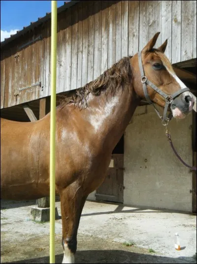 Pourquoi faut-il sécher les membres du cheval après la douche ?