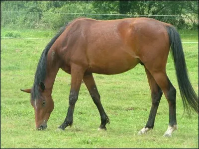 Combien de temps un cheval passe-t-il à manger au paddock ?