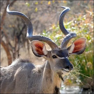 Que penses-tu des animaux ?