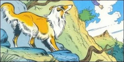 Quel est le nom de ce chien colley inspiré du film "Lassie" ?