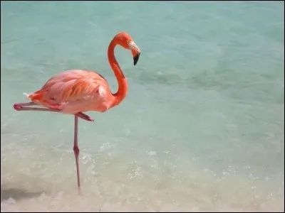 Pourquoi les flamants roses lèvent-ils une patte quand ils dorment ?