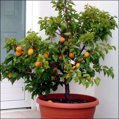 Quel est cet arbre fruitier ?