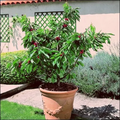 Quel est cet arbre fruitier ?