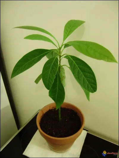 Quel est cet arbre fruitier ?