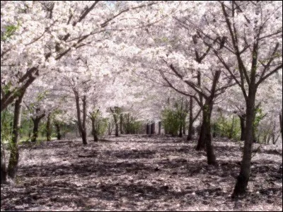 Je n'ai plus d'idées donc je vais faire d'autres arbres.
Quel est cet arbre ?