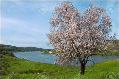 Quel est cet arbre fruitier ?