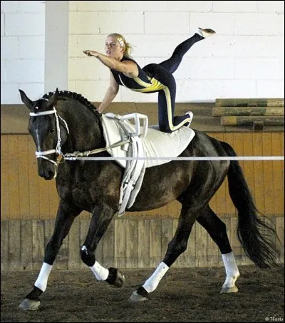 Dans quelle discipline les chevaux doivent-il garder la même allure sur un cercle pendant plusieurs minutes ?