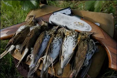 Faute de grives, on mange ...