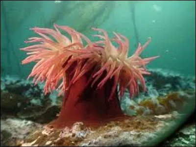 L'anémone de mer est carnivore.