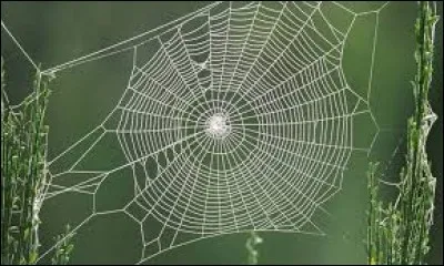 Les araignées ont 8 pattes.