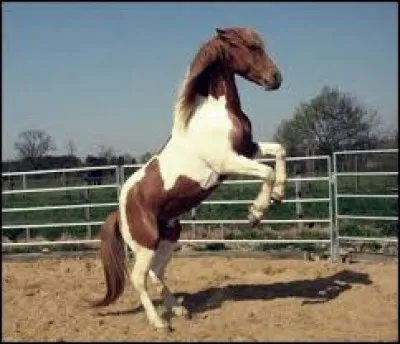 Quand un cheval se dresse sur ses postérieurs, on dit qu'il se cambre.