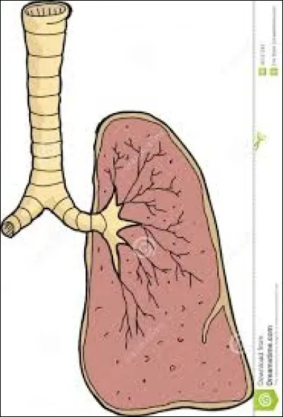 Notre poumon gauche est plus petit que le droit.