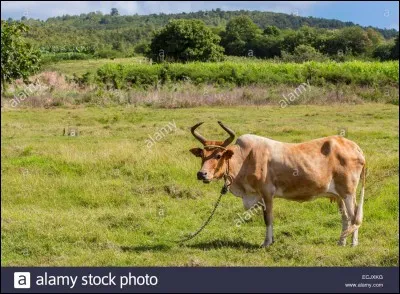 Des surfaces, des rivières, des nappes, des poissons d'eau de mer sont pollués. Et les bovins eux à hauteur de :