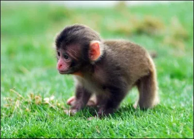 Quel est ton animal préféré ?