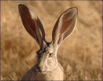 Avez-vous des grandes ou petites oreilles ?