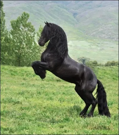 Des poils noirs, des crins noirs, la peau noire, les yeux foncés. C'est quelle robe ?