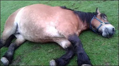 Quel est le pourcentage du repos d'un cheval ?