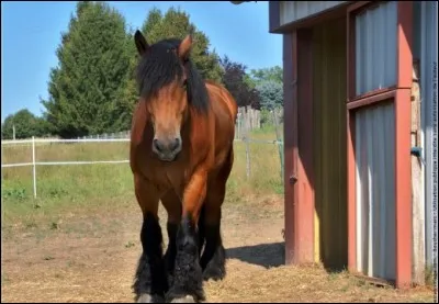Quel est le pourcentage du déplacement du cheval ?