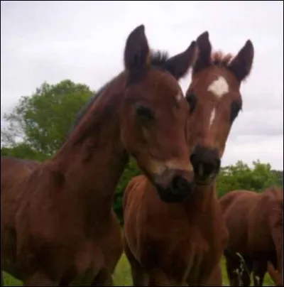 Quel est le pourcentage d'observation du cheval ?