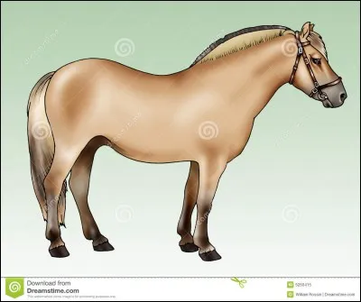 Quelle est la robe du poney fjord ?